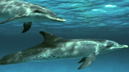 Delfine in einem Produktfilm