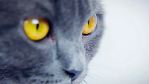 Webvideo, cats, space